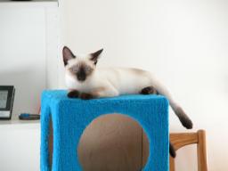 happy cats